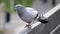 A pigeon running away, ready to fly from the railing