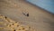 Pigeon on the sand of Paciencia beach