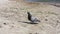 Pigeon on the sandy shore of a large lake.