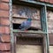 Pigeon sat on broken window