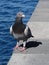 Pigeon at the sea