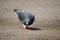 Pigeon is searching for food