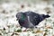 Pigeon searching food in snow