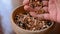 Pigeon seed food in a wooden bowl and hand mixes seeds