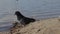 pigeon on the shore of a pond is looking for food, eating, pecking bread, water, river, bird