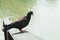 Pigeon at the side of a pier