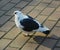 Pigeon sidewalk tile in the park, street