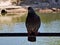 a pigeon sits on a branch in central park