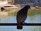 a pigeon sits on a branch in central park