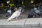 Pigeon sits on curb in street