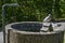 A pigeon that sits on the edge of a stone well and rests