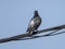 A pigeon sits on a electric wire. In Romania