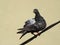 A pigeon sits on a electric wire. In Romania