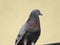 A pigeon sits on a electric wire. In Romania