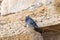 A pigeon  sits on a stone of the remains of the Roman aqueduct in Caesarea, in northern Israel