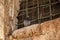 Pigeon sits on window ledge of sounthern wall of Temple Mount in Jerusalem