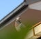 Pigeon sitting above the gutter of a house.