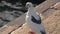 Pigeon sitting on the beach