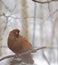 Pigeon sitting on a branch in winter