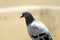 Pigeon sitting on a broken water pot