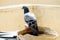 Pigeon sitting on a broken water pot