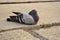 Pigeon sitting on a concrete floor