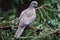 Pigeon sitting on conifer in the forest