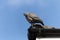 At pigeon sitting on the edge of a roof on a cold summers morning