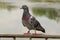 A pigeon sitting on a metal railing