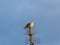 Pigeon sitting on a old TV antenna at a blue sky