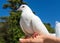 Pigeon sitting on a palm