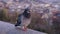 Pigeon sitting on a parapet. Pigeon close up, look at the camera. Blue-gray pigeon at town background. Pigeon bird.