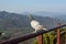 pigeon sitting on a pipe on mountains background