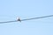 Pigeon sitting on power line