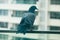 Pigeon sitting on the railing of veranda seeking shelter from heavy rains