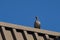 Pigeon sitting on the roof, summer blue sky