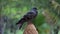 A pigeon sitting on a stone pedestal