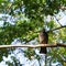 Pigeon sitting on a tree branch