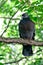 Pigeon sitting on tree branch