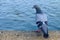 Pigeon stand on concrete bank and looking for a fish in the river.