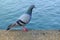 Pigeon stand on concrete bank near the river.