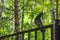 Pigeon stand on the fence in the forest