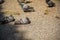 Pigeon stand on ground under tree shadow