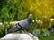 Pigeon Stand on Statue with Sunlight on Blurred Nature Background