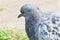 Pigeon standing close in profile bird macro