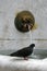 A pigeon standing on a fountain for refreshing