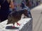 A pigeon standing on one foot half-turned close-up