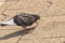 Pigeon standing peacefully on concrete mixed with gravel