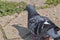 Pigeon standing peacefully on concrete mixed with gravel