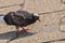 Pigeon standing peacefully on concrete mixed with gravel